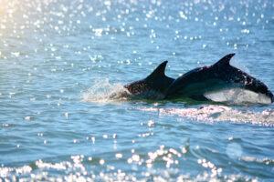 Dolphins-Intercoastal-Waterway